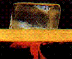 lvisoltermico.gif